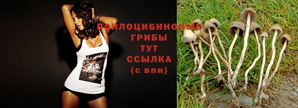 стаф Зерноград